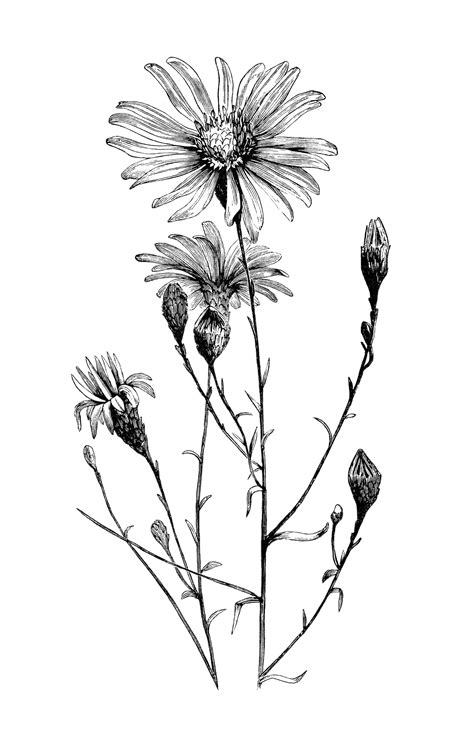 flower clip art black and white.